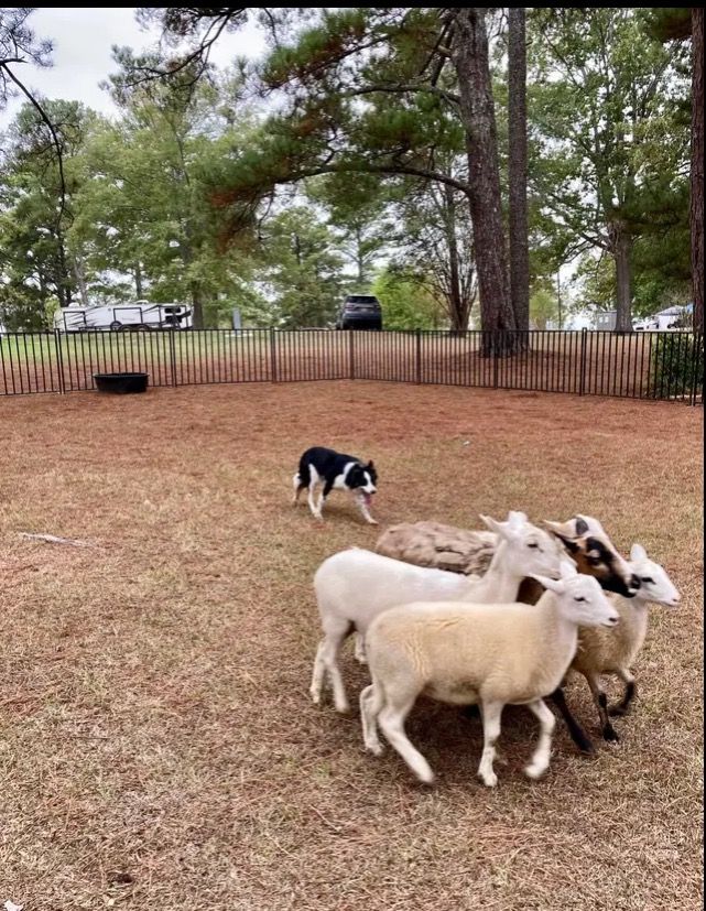 Herding on the Rez! 