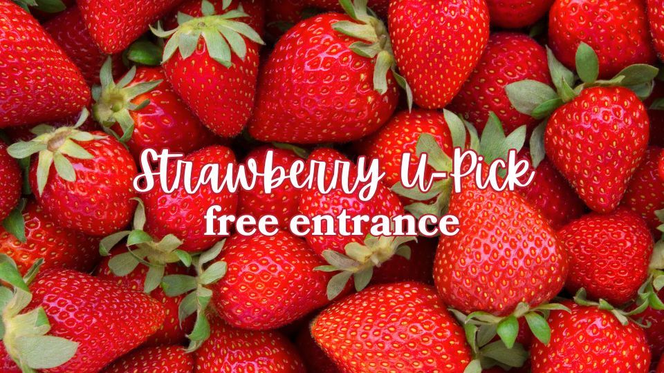 Strawberry, Sunflower & Seasonal Veggie U-Pick