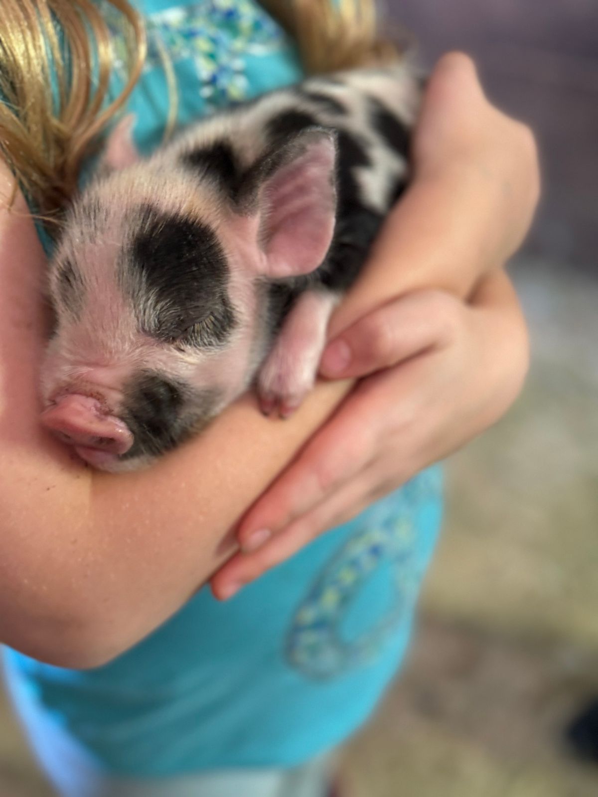 Mini Piglet Cuddling