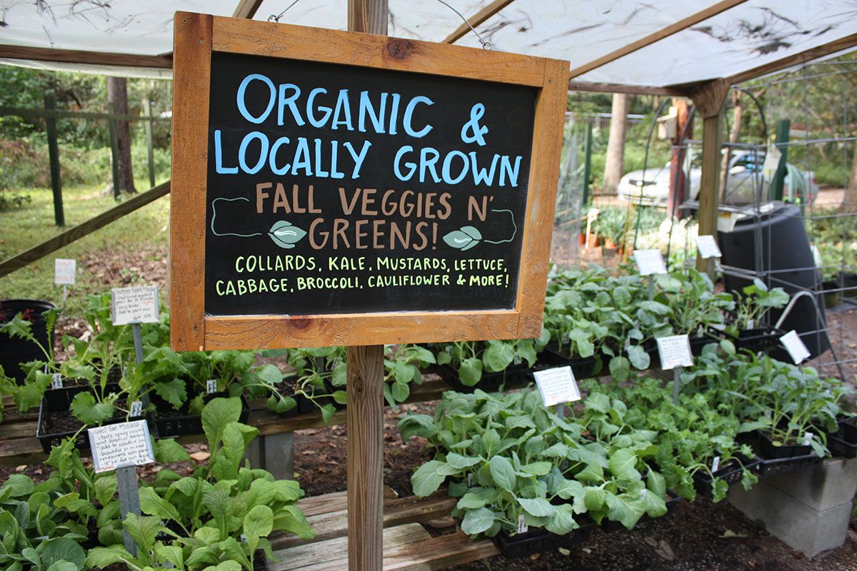 Fall Organic Vegetable Gardening