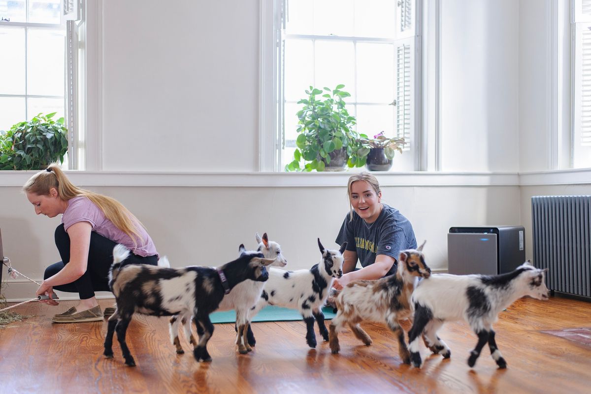 Baby Goat Yoga! November 22nd