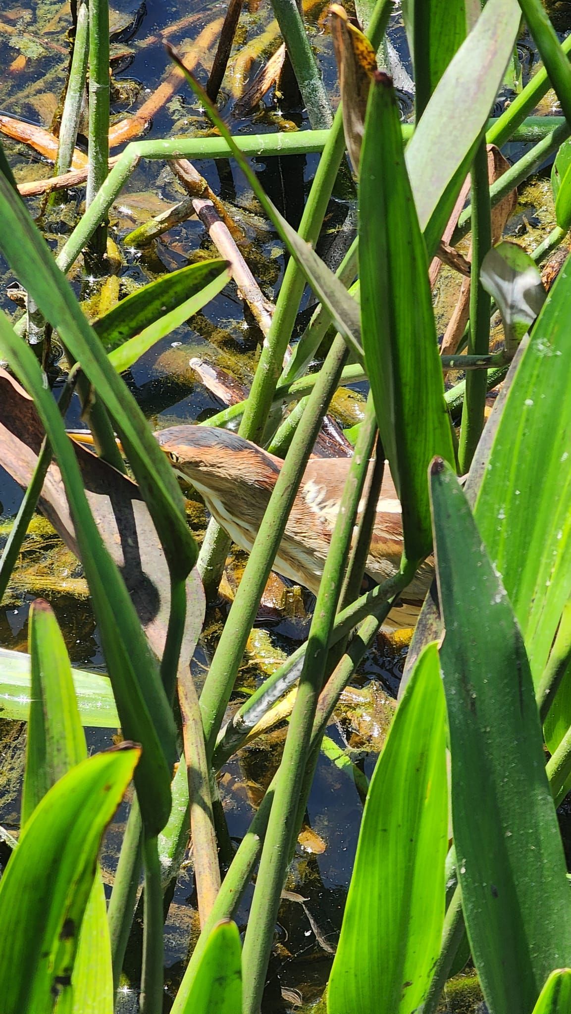 Broward Fall Migration Birding- Long Key Natural Area