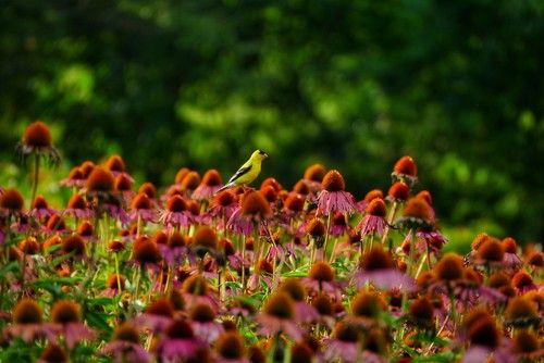 Native Gardening for Backyard Birds