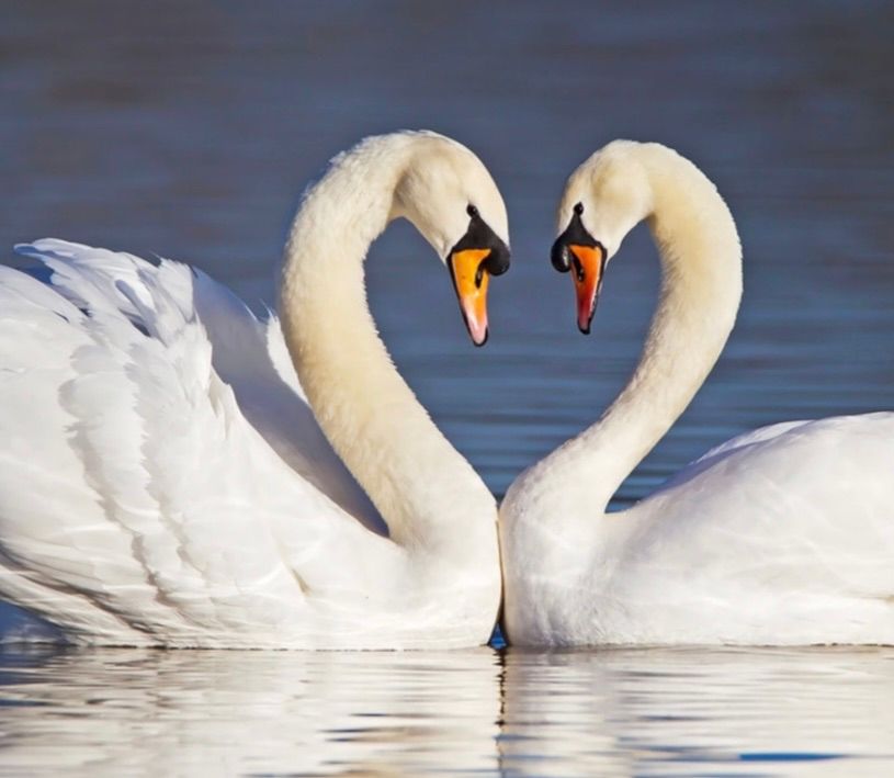 Valentine\u2019s Day at Grotto Pizza, Edwardsville