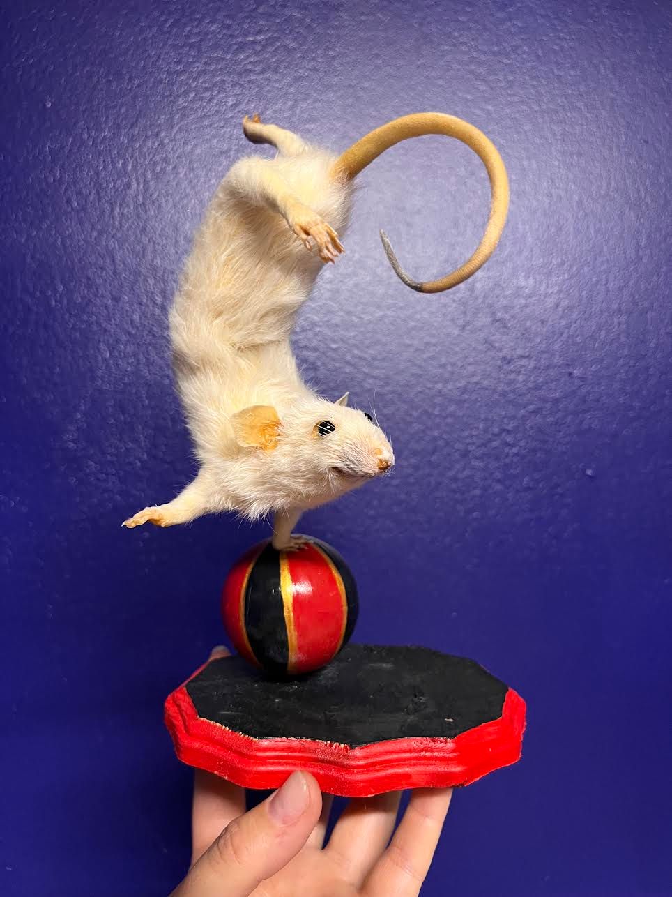 Silly Rat Taxidermy Workshop