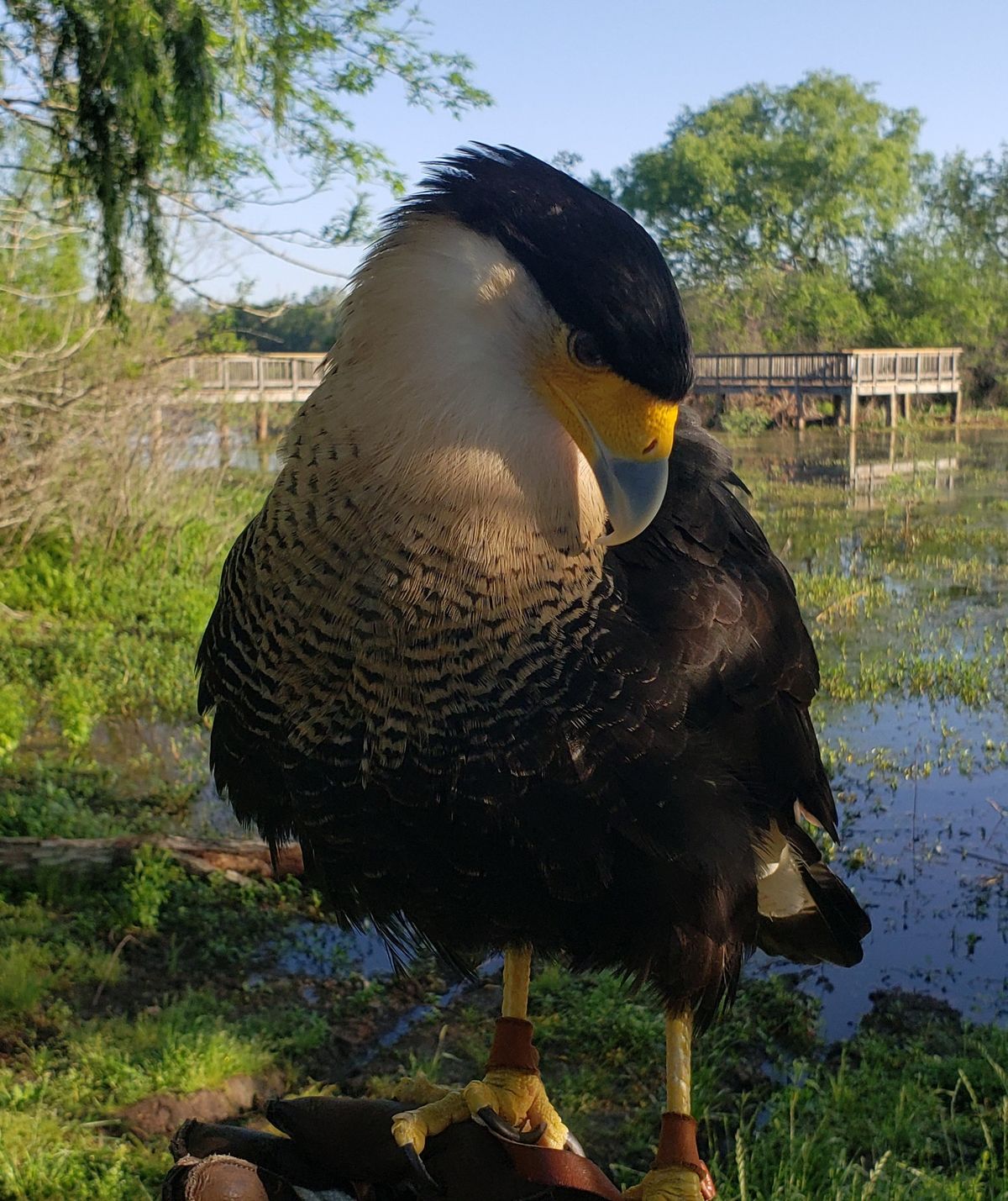 Meet the Wildlife Ambassadors from The Wildlife Center of Texas at Seabourne Creek Nature Park