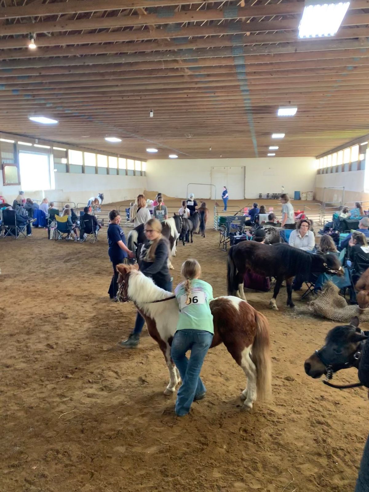 Miniature Horse Show