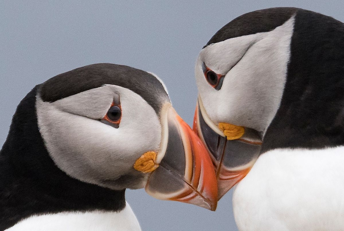 Newfoundland Seabirds Photo Workshop