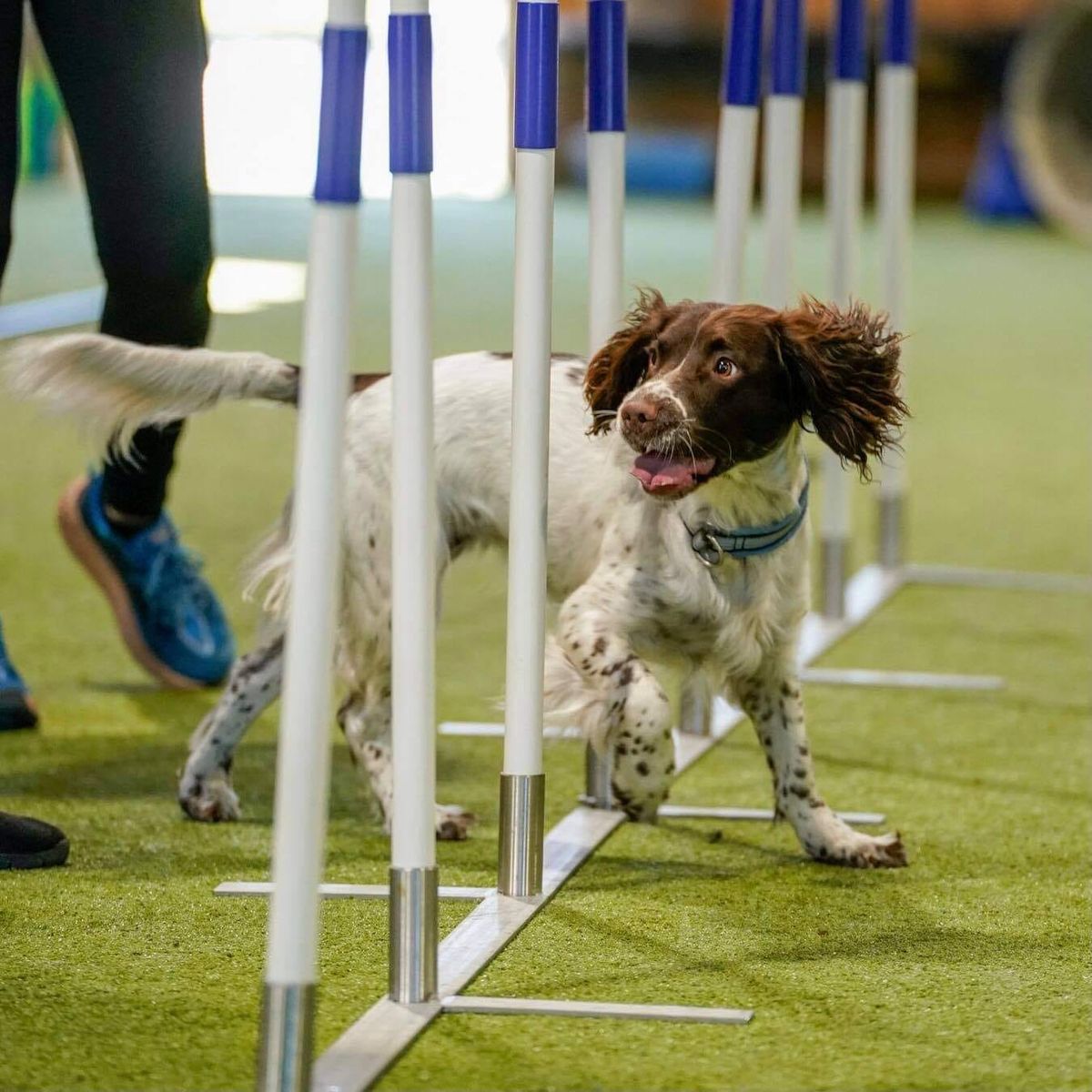 Agility Introkurs i Februar- 2025