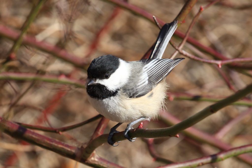  Felt & Feathers: Birding Walk and Cozy Crafting in High Park