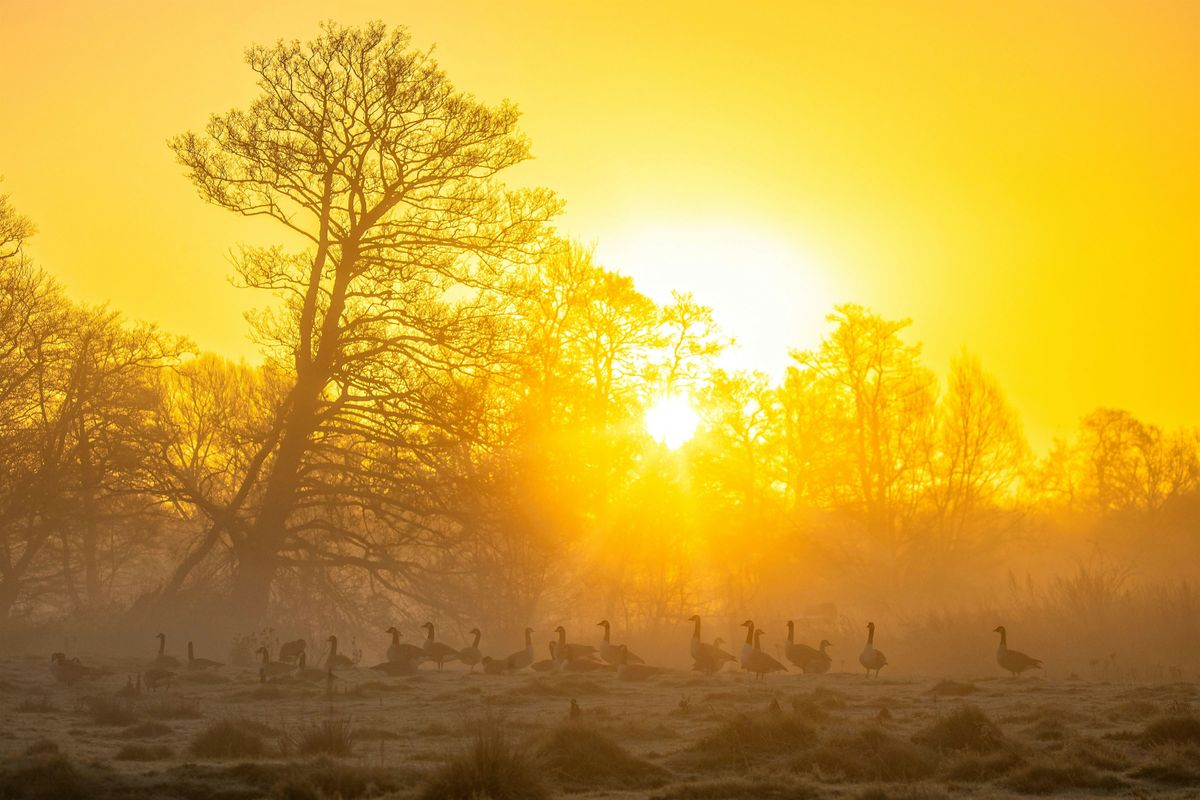 Dawn Chorus Walk at Cranford Country Park
