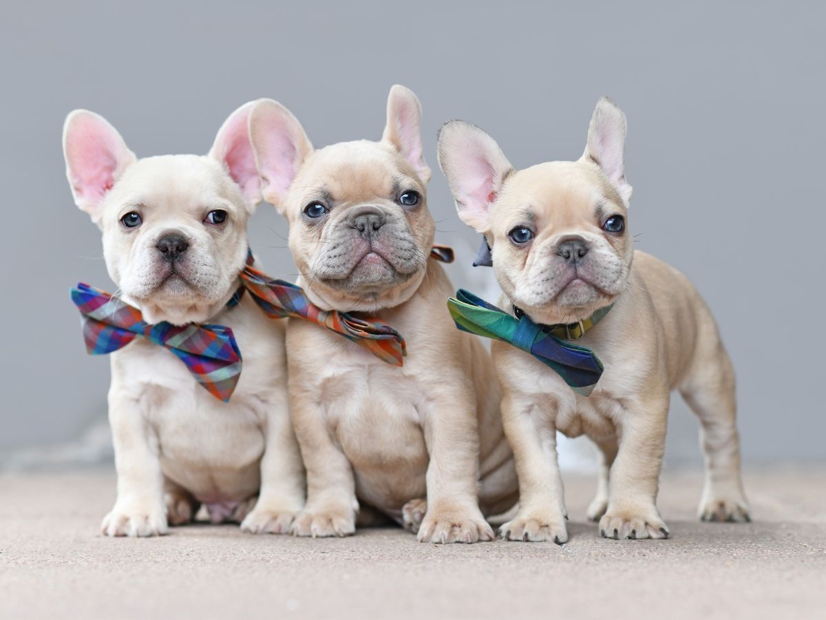 Breed Meetup: Frenchiess!