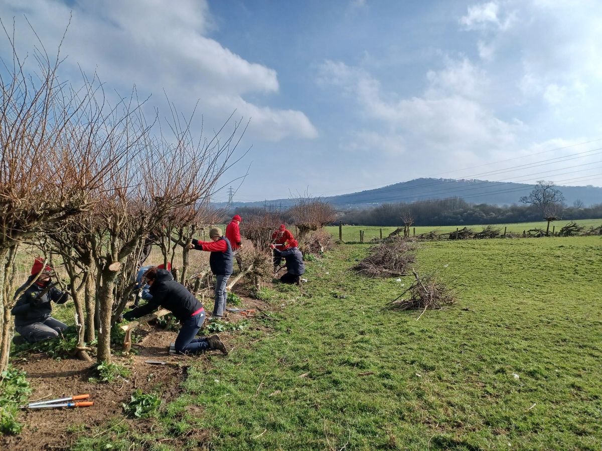 Heritage skills workshop - learn to lay a hedge at Bathampton Meadows