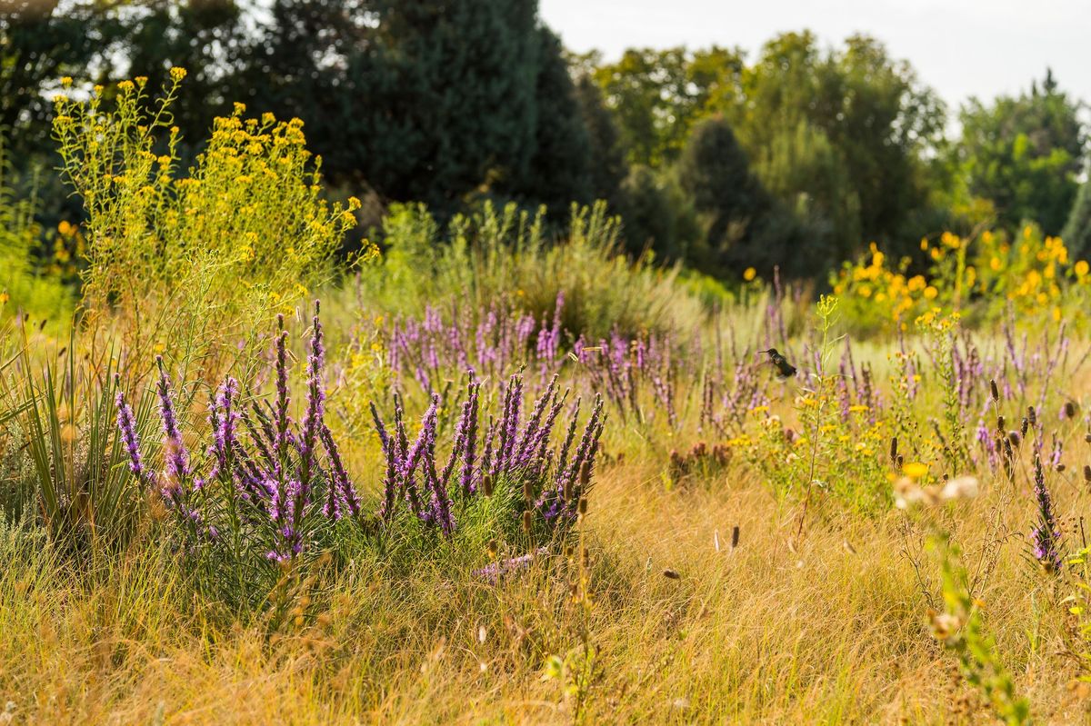 The Native Garden- A Plant Design Course