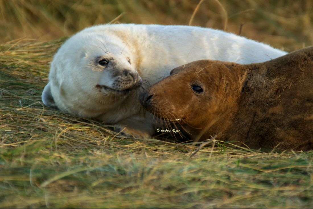 Seal Photography at Donna Nook