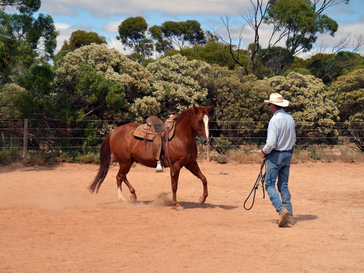 Mount Gambier SA - Horsemanship Clinic