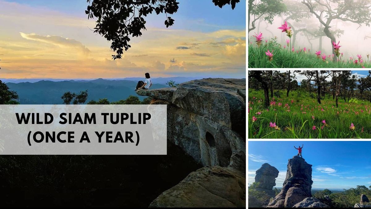 Day Trip: Wild Siam Tulip Trip (Once a Year)