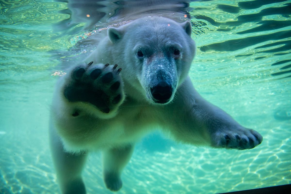 Paws Up for Polar Bears