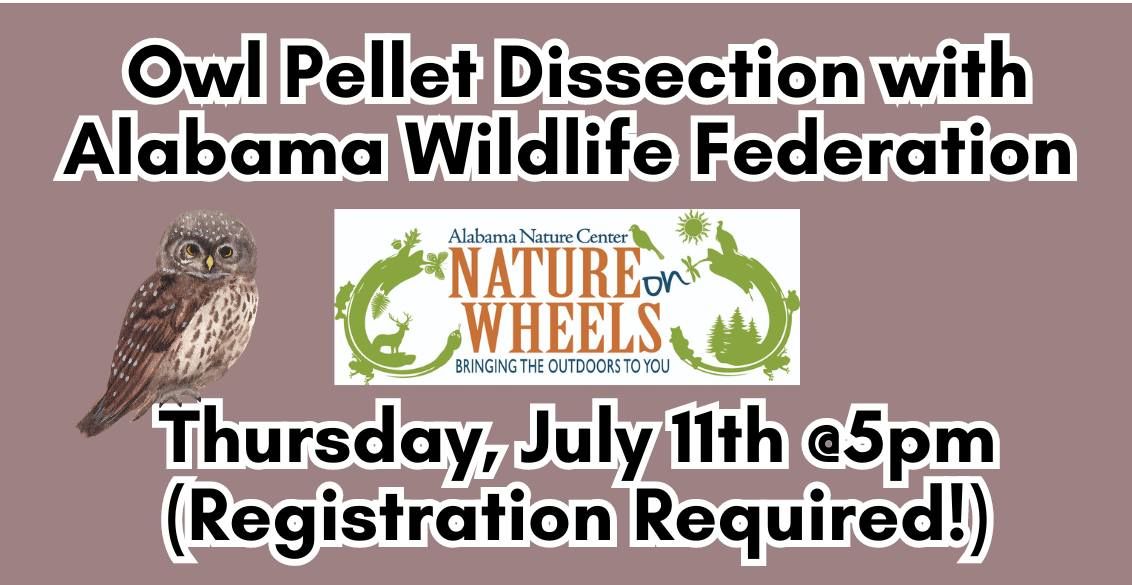 Owl Pellet Dissection with Alabama Wildlife Federation (Registration Required)