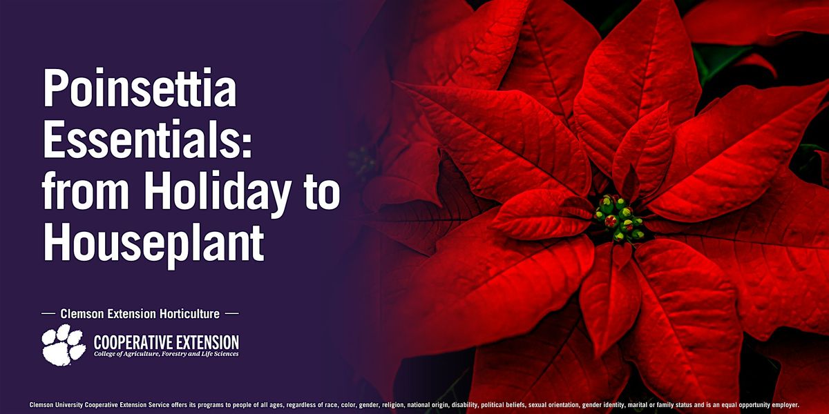 Poinsettia Essentials: from Holiday to Houseplant