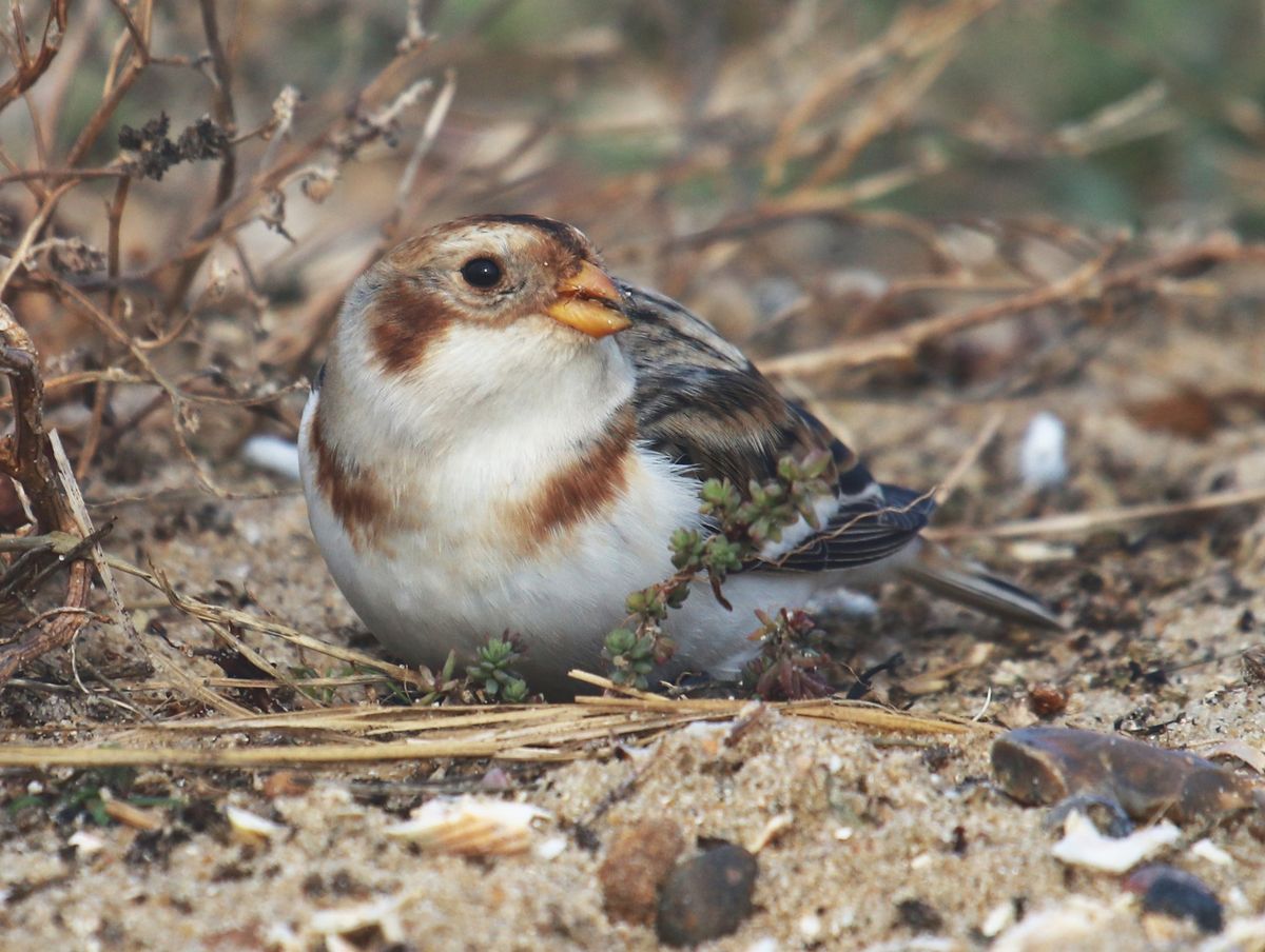 TITCHWELL MARSHES RSPB (BY COACH, 07:00 START)