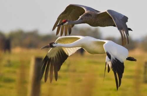 A Cultural Icon: Cranes at Home and Abroad