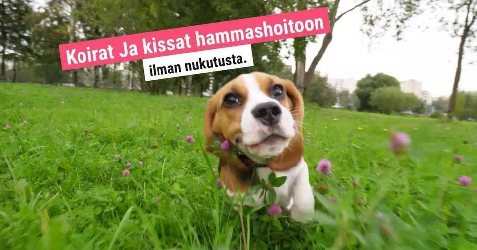 Koirat ja kissat hammashoitoon Helsinki