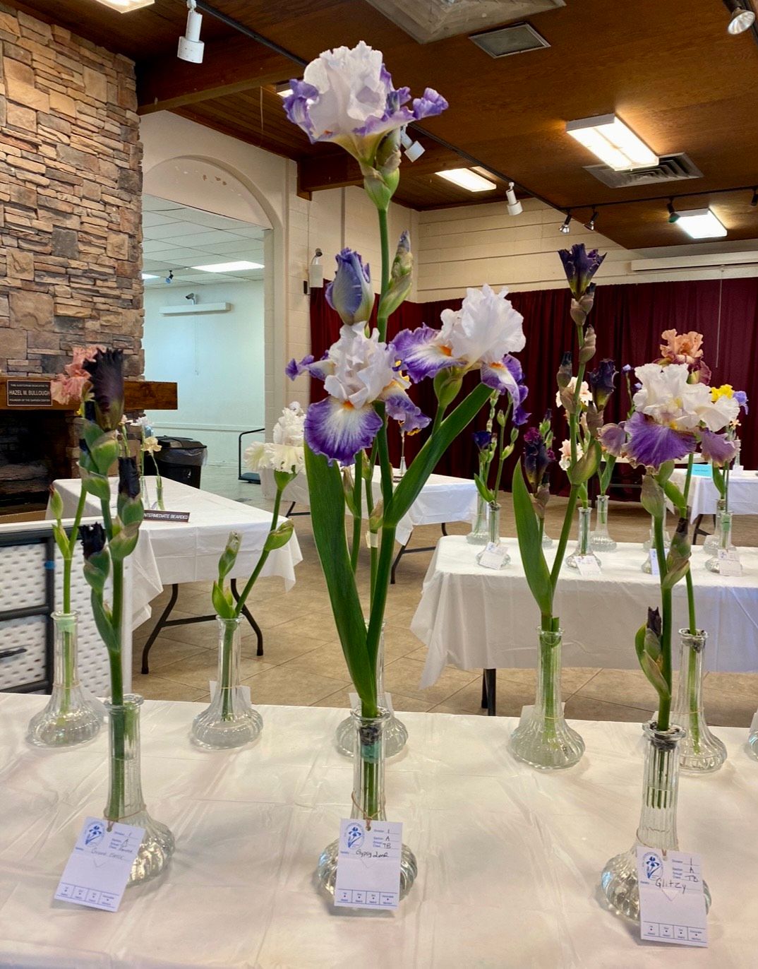 Utah Iris Society- Late Blooms