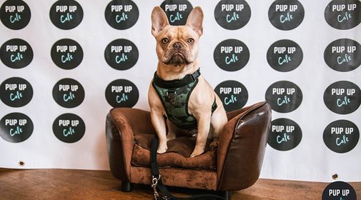FRENCHIE PUP UP CAFE \u2013 MANCHESTER