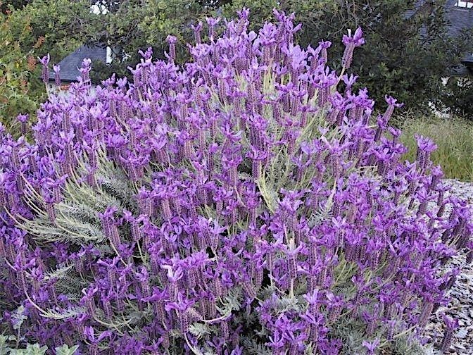 All About Lavender