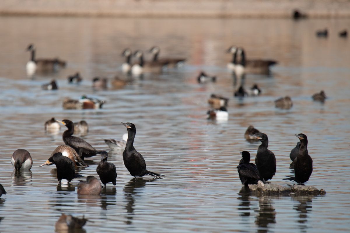 Feb 8: Awards luncheon and bird walk at Ascarate