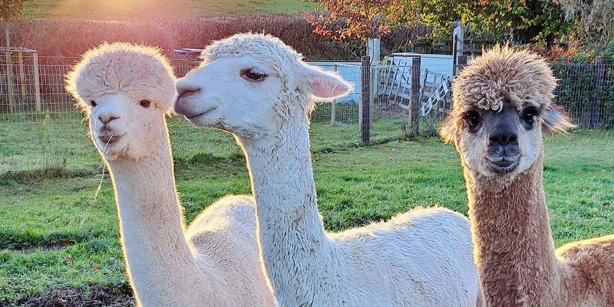 Autumn Alpaca Meet & Greet