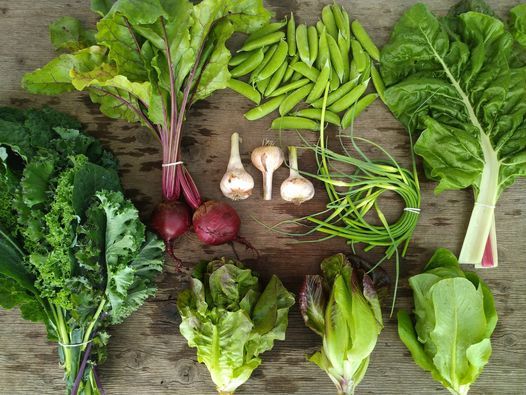 Tour and Market at Finch Agroecology