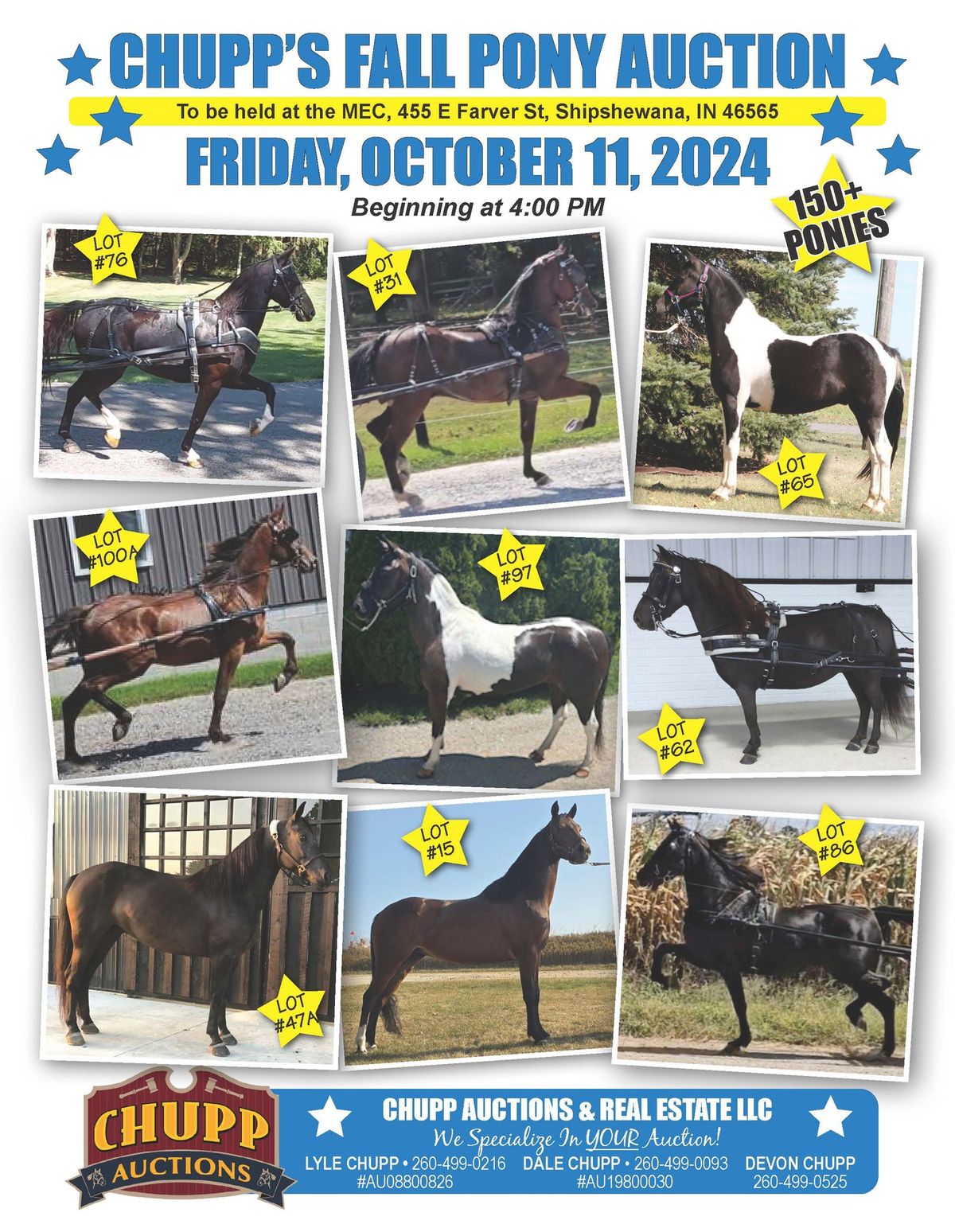 Chupp's Fall Pony Auction