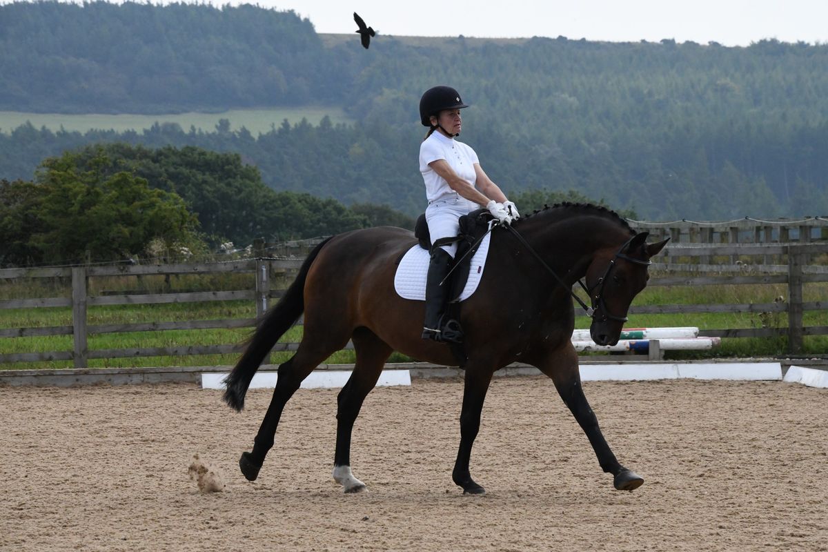 Dressage Competition