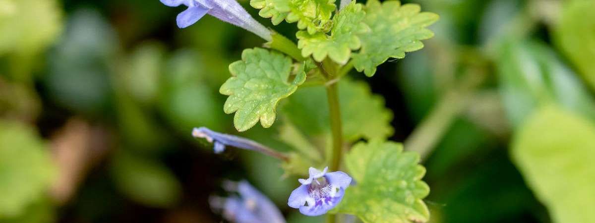 Edible Spring Weeds and Flowers: Online