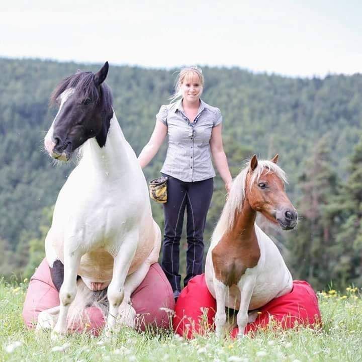 Horse Agility-Zirkuslektionen Kurs mit Katharina Schneidhofer