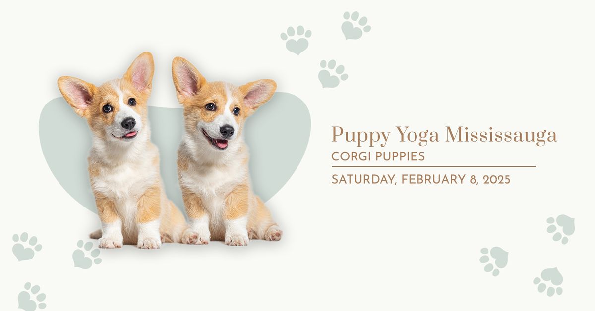 Puppy Yoga Mississauga - Corgi 