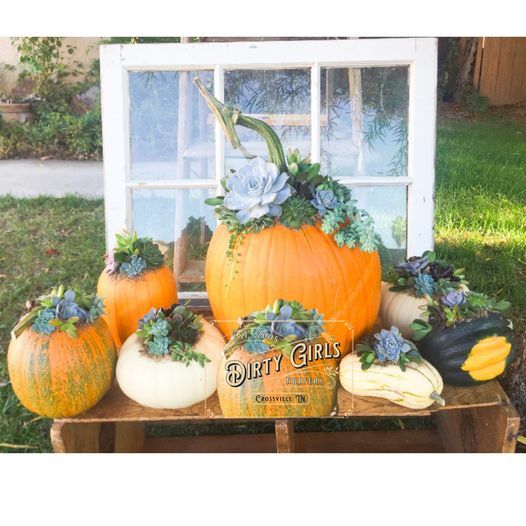 Succulent Pumpkin Class $40 (SOLD OUT)