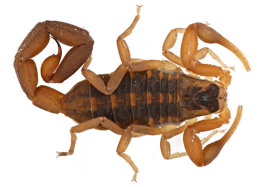 Wildlife Wednesday -- Striped Bark Scorpion 