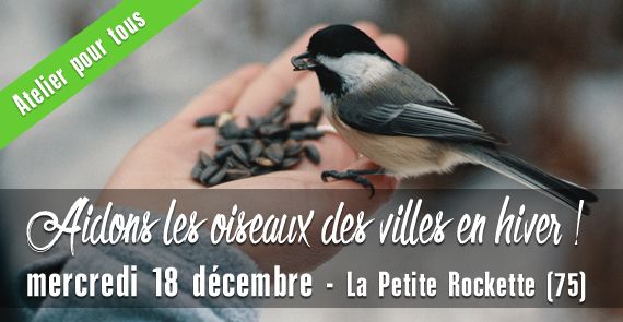 Atelier : Aidons les oiseaux des villes en hiver !