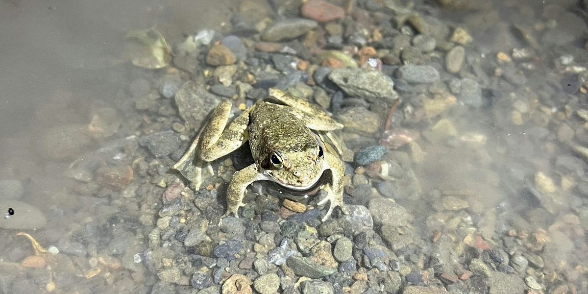 Foothill Yellow-legged Frog Ecology & Conservation Workshop