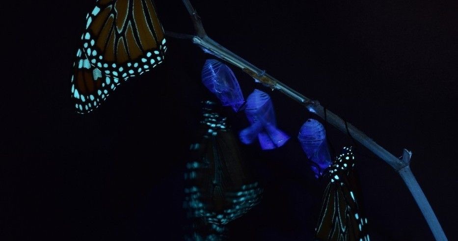 Black Light Butterfly Roosting