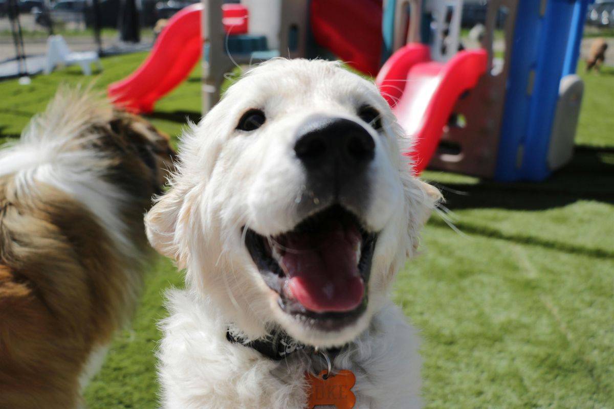 Training Class - Puppy Kindergarten