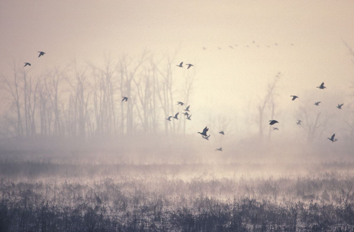 Winter Waterfowl (All Ages)