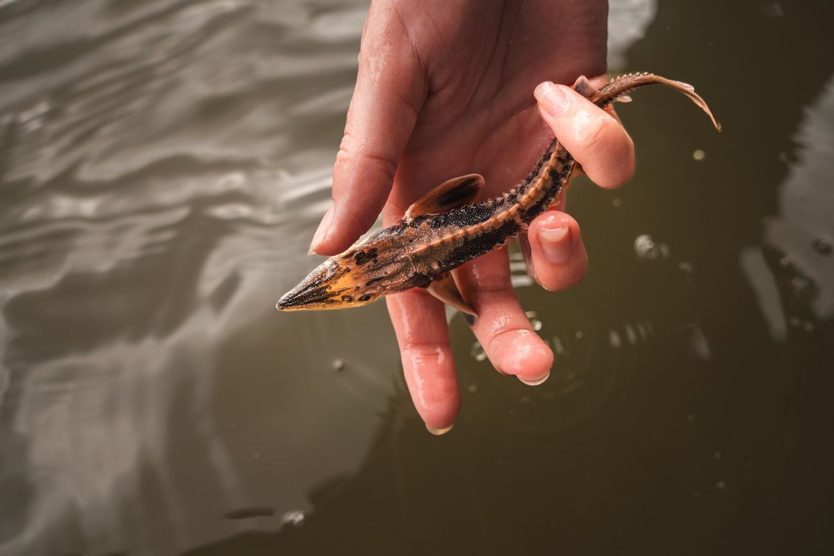 Sturgeon Fest 