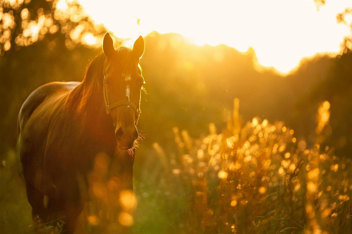 Horse-Guided Mindfulness Experience: A Peaceful New Year\u2019s Eve Morning