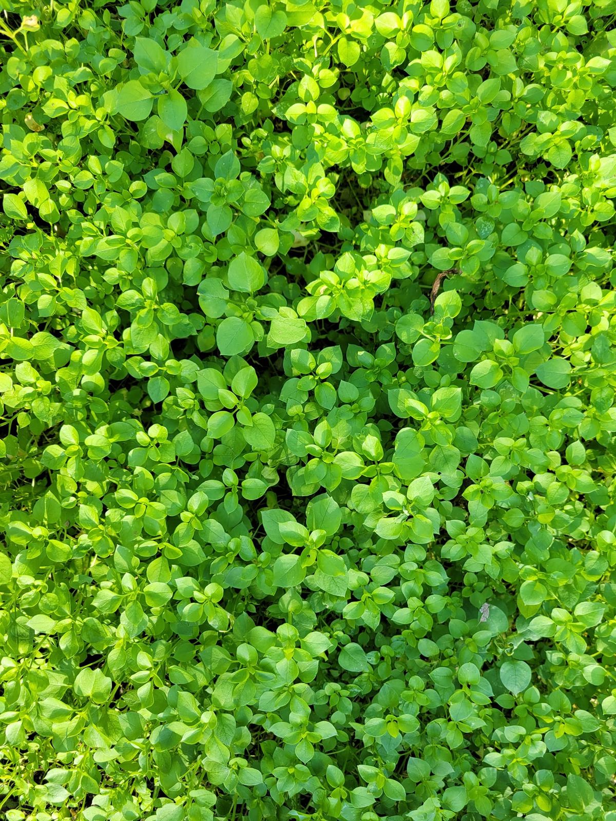 How to create salves, lotion bars and infuse chickweed, calendula, comfrey and plantain.