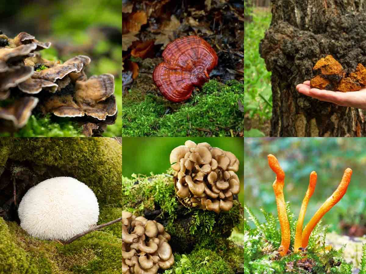 The Power of Mushroom Supplements - Lion's Mane, Turkey Tail, Reishi, etc. (Not Psilocybin)