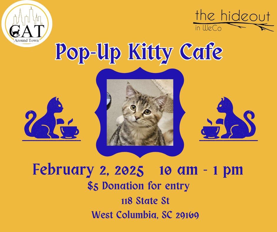 Pop-Up Kitty Cafe